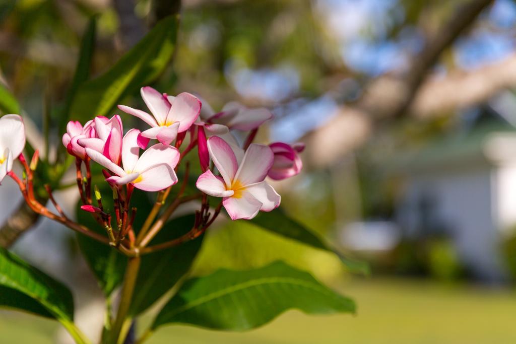 Chalets D'Anse Forbans Selfcatering Такамака Номер фото